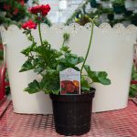 Ivy Geranium – Great Balls of Fire Dark Red