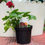 Ivy Geranium – Great Balls of Fire Merlot