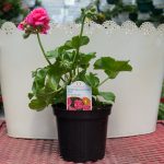 Ivy Geranium – Great Balls of Fire Pink