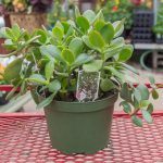 Jade Plant