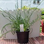 Juncus – Unicorn