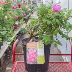 Landscape Shrub Rose – The Raspberry Rugostar Rose