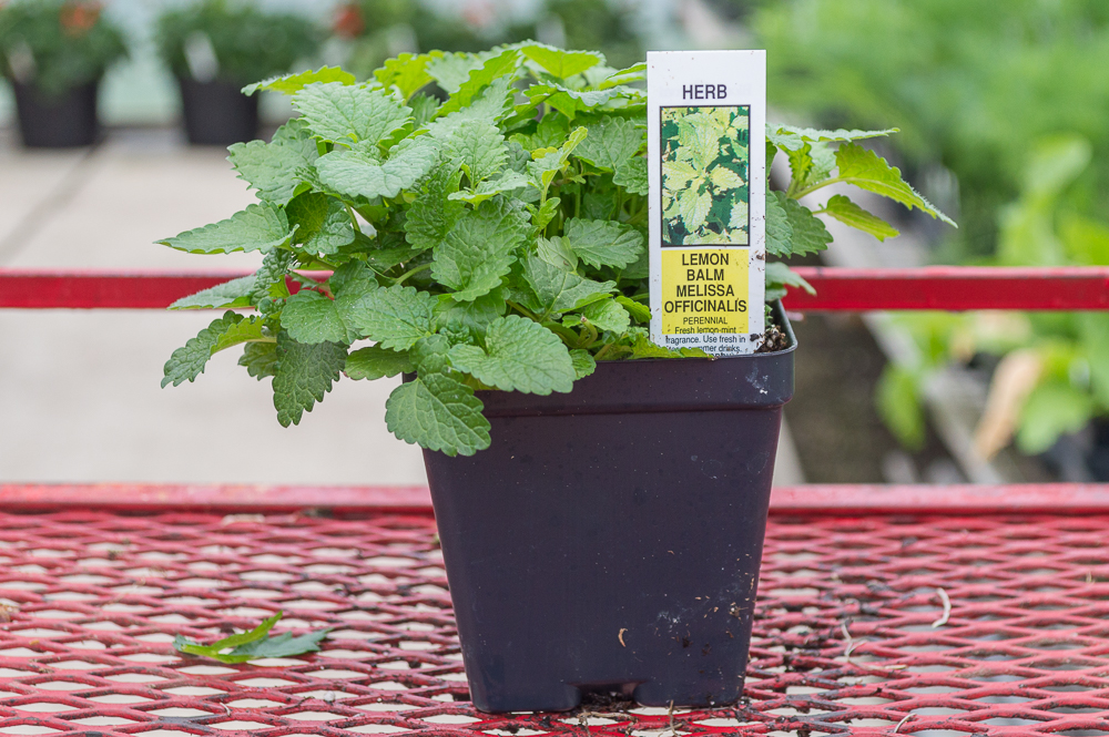 Lemon Balm Melissa Officinalis | Medary Acres