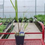 Lemon Grass – East Indian