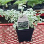 Licorice Plant – White Licorice