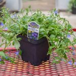 Lobelia – Techno Heat Electric Blue