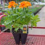 Marigold – Bonanza Orange