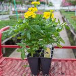 Marigold – Bonanza Yellow