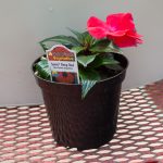 New Guinea Impatiens – Sonic Deep Red