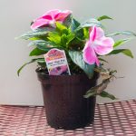 New Guinea Impatiens – Sonic Magic Pink