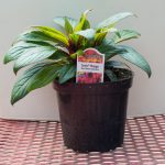 New Guinea Impatiens – Sonic Mango