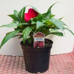 New Guinea Impatiens – Sonic Red