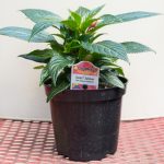 New Guinea Impatiens – Sonic Salmon