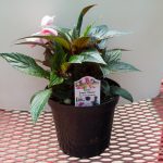 New Guinea Impatiens – Sonic Sweet Cherry