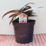 New Guinea Impatiens – Sonic Sweet Orange 09