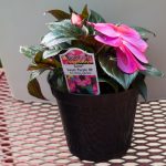 New Guinea Impatiens – Sonic Sweet Purple 09