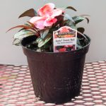 New Guinea Impatiens – Sonic Sweet Red