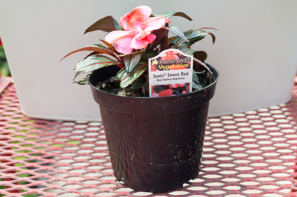 New Guinea Impatiens – Sonic Sweet Red