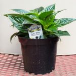 New Guinea Impatiens – Sonic White