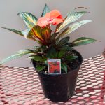 New Guinea Impatiens – Strike Orange