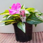 New Guinea Impatiens – Strike Orchid