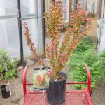 Orange Rocket Barberry