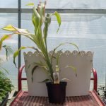 Ornamental Corn – Field of Dreams