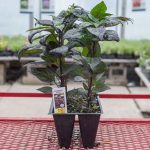 Ornamental Pepper – Black Pearl