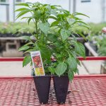 Ornamental Pepper – Chilly Chili