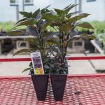 Ornamental Pepper – Purple Flash