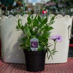 Osteospermum – Margarita Lilac