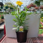 Osteospermum – Margarita Yellow