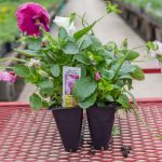 Pansy – Delta Pink Shades