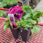 Pansy – Delta Premium Rose Blotch