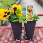 Pansy – Delta Premium Yellow Blotch