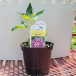 Passiflora Incarnate Cincinnata – Incense
