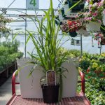 Pennisetum Purpureum – Ornamental Napier Grass – Princess