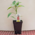 Pepper – Cayenne Long Slim