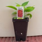 Pepper – Ghost Bhut Jolokia