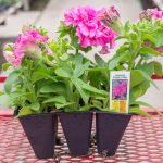 Petunia – Cascade Double Pink