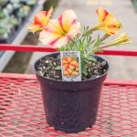 Petunia – Crazytunia Citrus Twist