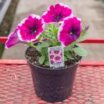 Petunia – Crazytunia Passion Punch