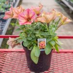 Petunia – Crazytunia Terracotta