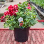 Petunia – Double Wave Red