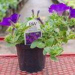 Petunia Hybrid – Superpetunia Royal Velvet