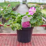 Petunia Hybrid – Supertunia Raspberry Blast