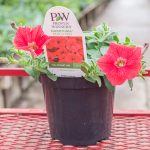 Petunia Hybrid – Supertunia Really Red