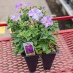 Petunia – Picobella Light Lavender