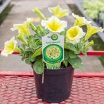 Petunia – Plus Yellow