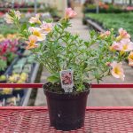 Petunia – Supercal Salmon Glow